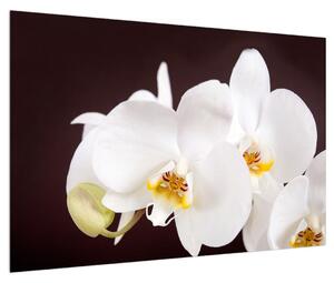 Slika cvijeća orhideje (90x60 cm)