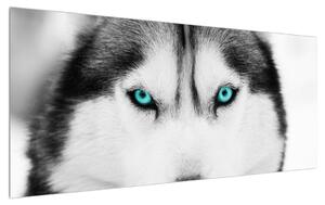 Slika psa haskija (120x50 cm)
