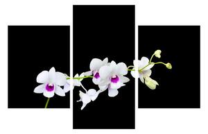 Slika orhideje (90x60 cm)