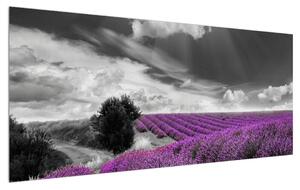Slika polja lavande (120x50 cm)