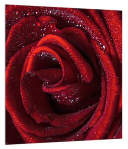 Slika crvene ruže (30x30 cm)