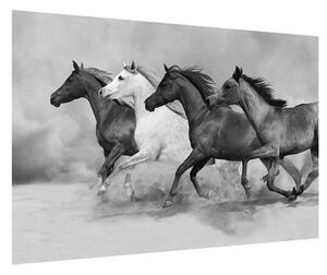 Crno-bijela slika konja (90x60 cm)