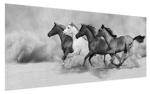 Crno-bijela slika konja (120x50 cm)
