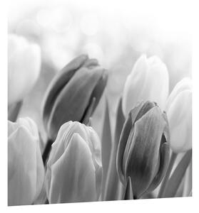 Crno-bijela slika pupajućih tulipana (30x30 cm)