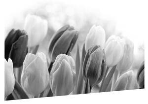 Crno-bijela slika pupajućih tulipana (90x60 cm)
