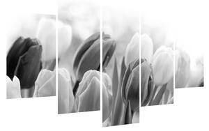 Crno-bijela slika pupajućih tulipana (150x105 cm)