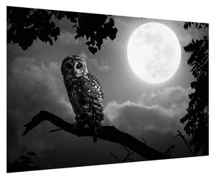 Slika noćne sove (90x60 cm)