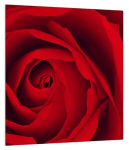 Slika ruže (30x30 cm)