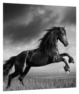 Crno-bijela slika konja (30x30 cm)