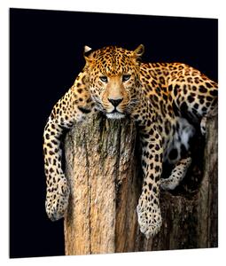 Slika geparda (30x30 cm)
