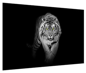 Crno-bijela slika tigra (90x60 cm)