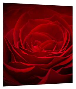 Slika crvene ruže (30x30 cm)