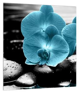 Slika plavih cvjetova orhideja (30x30 cm)
