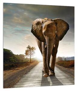 Slika slona (30x30 cm)