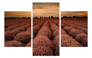 Slika cvjetnog polja (90x60 cm)