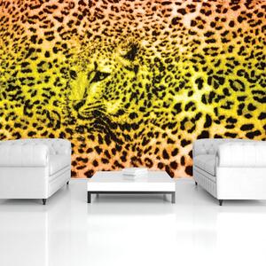 Foto tapeta - Gepard leopard životinja (152,5x104 cm)