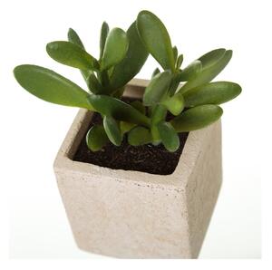 Umjetne biljke u setu 6 kom (visina 9,5 cm) Cactus – Casa Selección