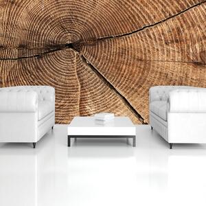 Foto tapeta - Presjek debla drveta (152,5x104 cm)