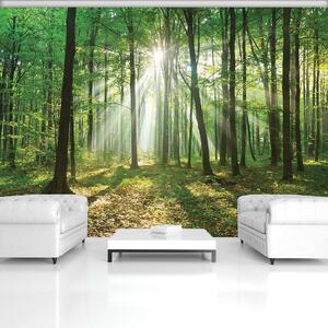 Foto tapeta - Šuma na dnevnom svjetlu (152,5x104 cm)