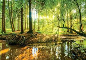 Foto tapeta - Sunčana šuma (152,5x104 cm)