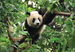 Foto tapeta - Panda na stablu (152,5x104 cm)