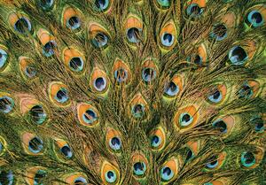 Foto tapeta - Paunovo perje (152,5x104 cm)