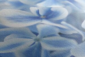 Slika plavo-bijelo cvijeće hortenzije