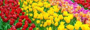 Slika vrt puni tulipana
