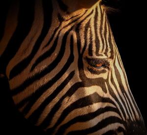 Slika portret zebre