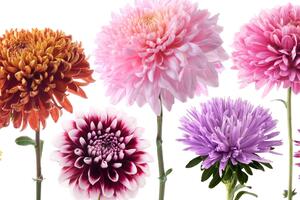 Slika cvijeće dalije u različitom dizajnu