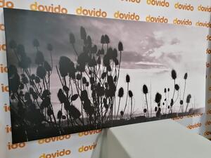 Slika vlati trave na polju u crno-bijelom dizajnu