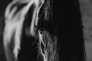 Slika majestetični konj u crno-bijelom dizajnu