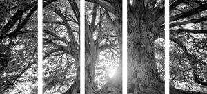 5-dijelna crno-bijela majestetična stabla
