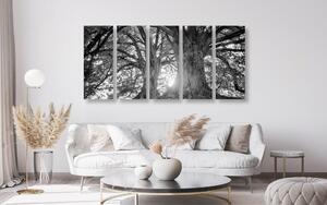 5-dijelna crno-bijela majestetična stabla