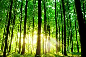 Slika svježa zelena šuma