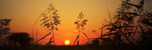 Slika vlati trave pri zalasku sunca