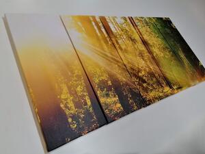 5-dijelna slika sunčeve zrake u šumi
