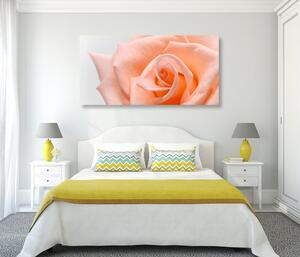 Slika ruža u boji breskve