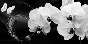 Slika crno-bijela orhideja i leptir