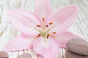 Slika ružičasti ljiljan i Zen kamenje