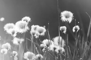 Slika pamučna trava u crno-bijelom dizajnu