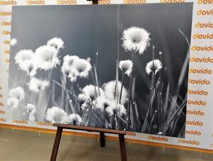 Slika pamučna trava u crno-bijelom dizajnu