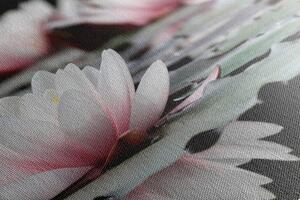 Slika lotosov cvijet