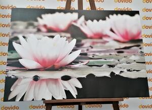 Slika lotosov cvijet