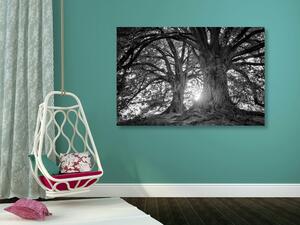 Slika crno-bijela majestetična stabla