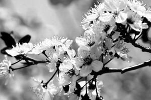 Slika cvijet trešnje u crno-bijelom dizajnu