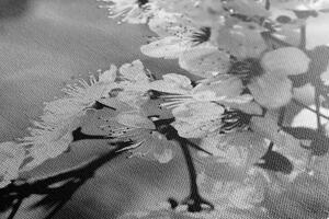 Slika cvijet trešnje u crno-bijelom dizajnu