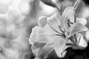 Slika cvijet ljiljana na apstraktnoj pozadini u crno-bijelom dizajnu