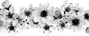 Slika cvjetovi trešnje u crno-bijelom dizajnu