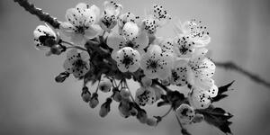 Slika rascvjetana grančica trešnje u crno-bijelom dizajnu
